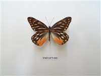 藏品(黃裙豔粉蝶)的圖片